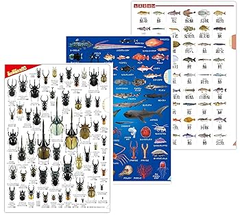 Amazon.co.jp: 【クリアファイル 3種 セット】ザ・アクセス 昆虫